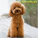 Toy Poodles 2008 Wall Calendars