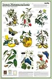 INSECT METAMORPHIS - 24x36 - ART PRINT / POSTER