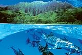 Dolphin Island (Dolphins Underwater) Art Poster Print - 24 X 36