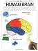 The Human Brain Colouring Book