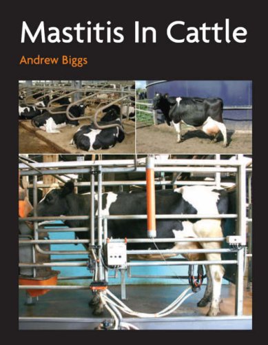 Cattle
