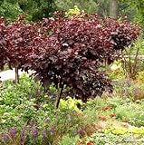 Amazon / Hirts: Seed; Trees & Shrubs: Red Shield Hibiscus 15 Seeds