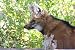 Maned Wolf Taxidermy Photo Reference CD