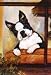 boston_terrier10boston terrier - Boston Terrier