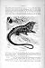 Natural History 1896 Teju Lizard Reptile Animal Print