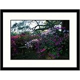Great American Picture IS810040 Azelea Bed Framed Photograph