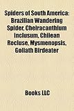 Spiders of South America: Brazilian Wandering Spider, Cheiracanthium Inclusum, Chilean Recluse, Mysmenopsis, Goliath Birdeater-