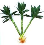 Betterdecor - 3 Pieces of Lotus Lucky Bamboo
