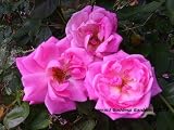 Amazon / Emerald Goddess Gardens: Old Heirloom Antique Own Root Rose Plant Old Bush Blush