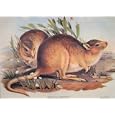 GOULD¿S MAMMALS AUSTRALIA 1863 PLAIN JERBOA KANGAROO