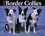 Just Border Collies