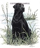 Labrador Retriever Marsh - 9x12 Drawing by Cindy Farmer