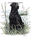 Labrador Retriever Marsh - 9x12 Drawing by Cindy Farmer