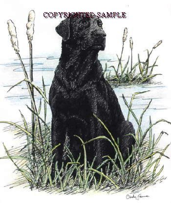 Labrador Retriever Marsh - 9x12 Drawing by Cindy Farmer