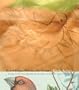 Knowledge, Forms, the Aviary (Sawtooth Poetry Prize Series 2005)