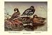 Art Poster, African and Meller's Ducks - 27.5 x 18.75
