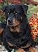 Rottweiler Dog Portrait, Illinois, USA Photographic Poster Print by Lynn M. Stone, 12x16