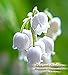 Lilly of the Valley Fragrance Oil - The delicate, white-green lily of the valley with heart notes of rose, jasmine and lilac - By Oakland Gardens