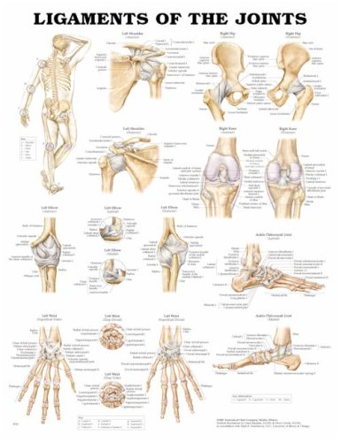 Buy Ligaments of the Joints Anatomical Chart 20″ X 26″