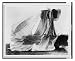 Historic Print (L): Intrepid aviator risks life to demonstrate feasibility of plane parachute ...