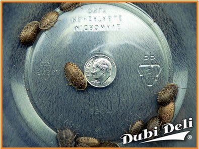 Medium (3/4"): 330 grams (average count 1000) Blaptica dubia