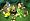 Buzz! Junior: Jungle Party - Solus (PS2)