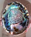 LARGE Paua Green Abalone Seashell Smudging Sea Shell 51B3FObLyBL. SL160 LARGE Paua Green Abalone Seashell Smudging Sea Shell