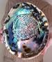 LARGE Paua Green Abalone Seashell Smudging Sea Shell