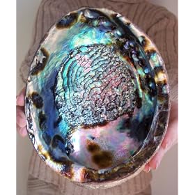 LARGE Paua Green Abalone Seashell Smudging Sea Shell