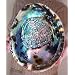 LARGE Paua Green Abalone Seashell Smudging Sea Shell