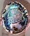 LARGE Paua Green Abalone Seashell Smudging Sea Shell