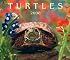 Turtles 2008 (Calendar)