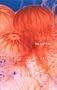 Suzuki Tokio - the Jelly Fish