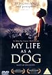My Life As A Dog [1985] [DVD]