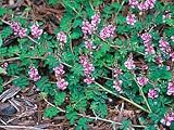 Dwarf Rose Carpet Indigo Plant - Groundcover - HARDY