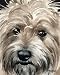"Cairn Terrier" Dog Art Print Signed by Artist DJ Rogers