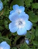 Seed in a Blanket Planting Squares Baby Blue Eyes