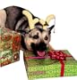 Dog Reindeer Antlers