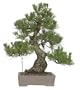 Brussel's Black Pine Specimen Tree