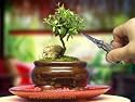 Indoor Beginner's Bonsai - Mini Aromatic & Herbal Bonsai Tree - for Home or Office Tabletop Display