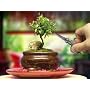 Indoor Beginner's Bonsai - Mini Aromatic & Herbal Bonsai Tree - for Home or Office Tabletop Display