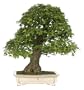 Brussel's Trident Maple Specimen Tree