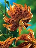 Rare Double Flore Pleno Tiger Lily 2 Bulbs - Heirloom - B00124ULWK