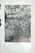 1919 Flowers Corn Spurrey Spergula Arvensis Photofraph
