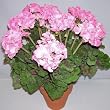 21" Potted Geranium Bush (pink)