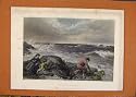 ANTIQUE PRINTS C1880-1924 HAND COLORED CATCHING MERMAID