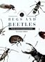 Identifying Bugs and Beetles : The New Compact Study Guide and Identifier