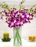 Fresh Cut Purple Dendrobium Orchids Flowers with Vase