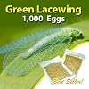 Green Lacewing 1000 Eggs - Good Bugs - Aphid Exterminator