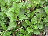 Organic Nettle - 1 oz